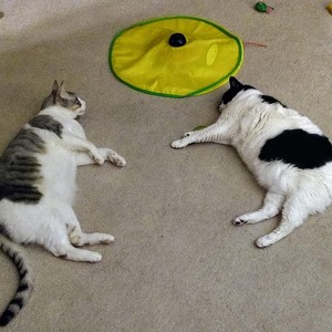 Fundraising Page: Sheila Roos